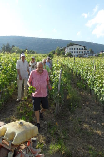 Frairie de la floraison au Domaine Saint-Sébaste - Cave Kuntzer - à Saint-Blaise: visite des vignes.