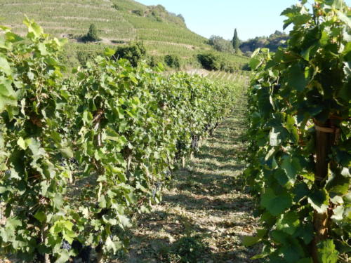 Sortie dans les Côtes-du-Rhône: le domaine de Tain-l'Hermitage.