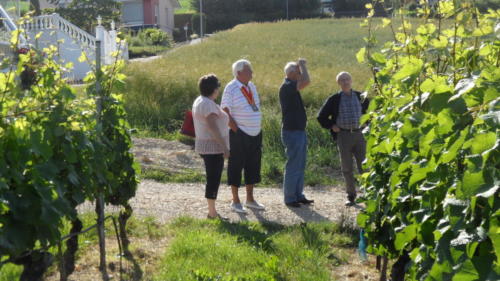 Frairie de la floraison à la Cave Keller à Vaumarcus: visite des vignes.