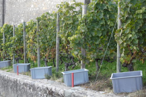 Vendange de la vigne du Clos du Château de Boudry.