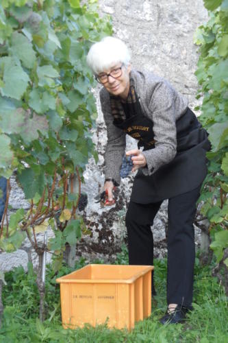 Vendange de la vigne du Clos du Château de Boudry: Martine Rahier.
