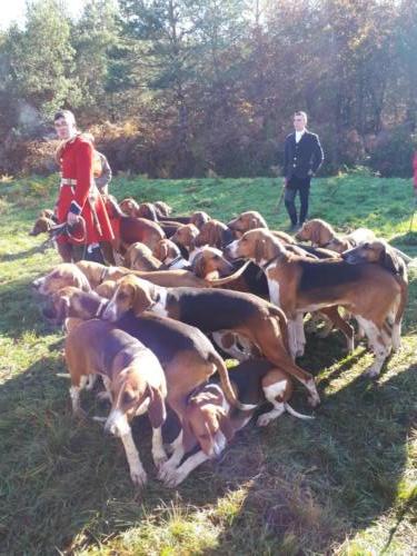 Chapitre de la Confrérie de la Faisanderie, à Sully-sur-Loire: La rencontre conviviale du samedi matin dans la forêt d'Orléans, suivie d'une chasse à courre.